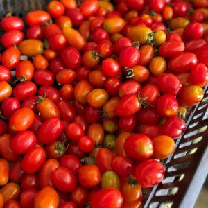 Pomodorini Sicilia (prezzo al kg)