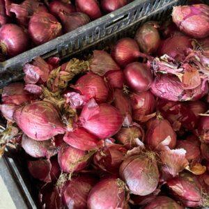 Cipolle rosse  (prezzo al kg)