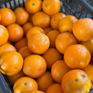 Arance spremuta (prezzo al kg)