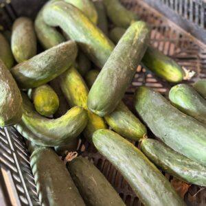 Cetrioli (prezzo al kg)