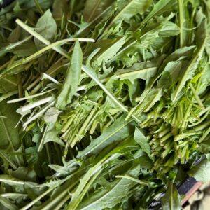 Cicoria (prezzo al kg)