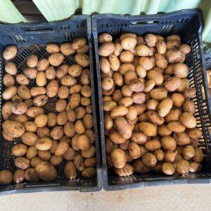 Patate nuove (prezzo al kg)