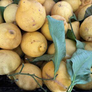 Limoni a foglia edibili (prezzo al kg)