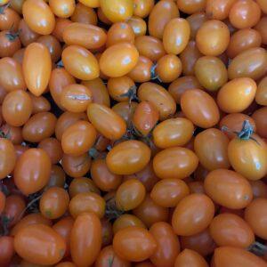 Pomodori datterino giallo