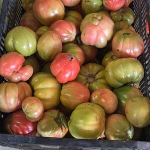 Pommodoro Sorrento ( prezzo al kg)