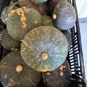 zucca mantovana (prezzo al kg)