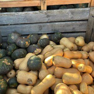 zucca violina (prezzo al kg)